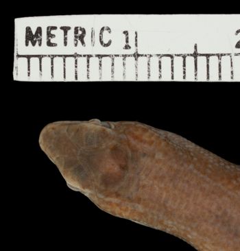 Media type: image;   Herpetology R-38982 Aspect: head dorsal